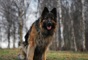 Собака, пес, немецкая овчарка