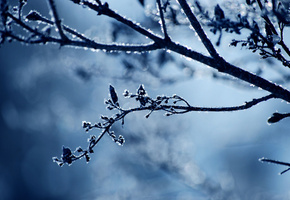 природа, мороз, снег, холод, зима, Ветка, иней, веточка