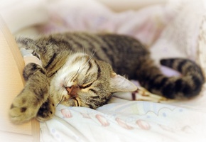 моська, Кот, отдых, сон