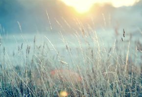 трава, солнце, Поле