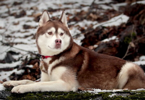 хаски, Собака, природа