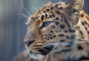 усы, обои, фон, Леопард, профиль, взгляд, морда