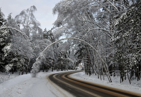 Зима, дорога, лес