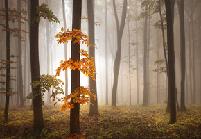 туман, Осень, деревья