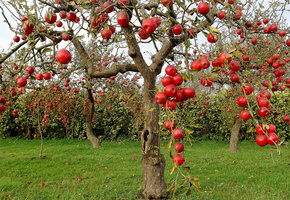 осень, яблоки, Яблони