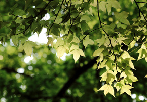 листья, Ветви, зелень, боке, ветки