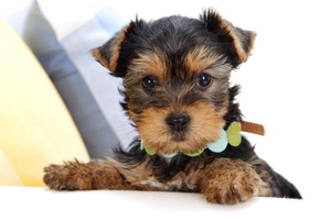 Щенок, ошейник, йоркширский терьер, морда