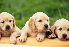 Щенки, лабрадор, golden retriver, 3 штуки