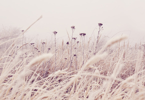 поле, 2560x1700, природа, трава, растения, цветы, стебли