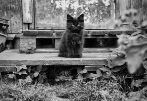 leaves, листья, кошки, cats, kittens, Bossy cat, котята, коты