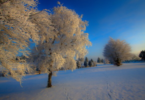 Природа, снег, зима, дерево, иний