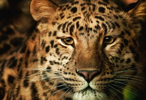 пушистый, Леопард, обои, морда