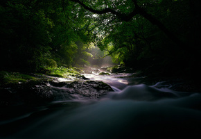 мрак, лес, свет, река, Природа