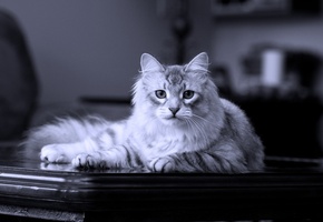 на столе, Сибирский, кот, породистый, лежит