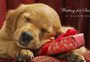 собака, подарок, праздник, Новый год, 