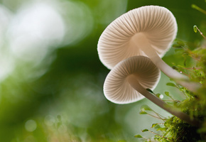 макро, мох, Грибы, боке