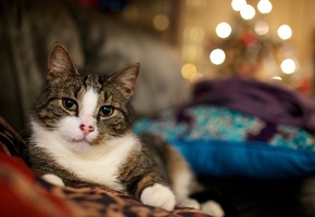 обои с кошками, Огоньки, cats wallpapers, кошка