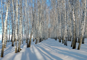Берёзы, снег, зима