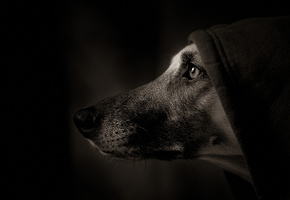 портрет, Собака, капюшон