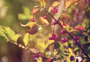 ветви, лист, Ветка, листья, листва, блики, ветки