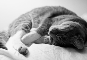 серый, Кот, спит