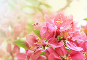 цветение, Сакура, пчела, весна