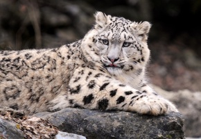 леопард, Снежный барс, ирбис