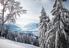 Зима, долина, лес, горы, ели