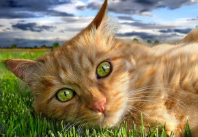 глаза, трава, Рыжий, зелень, кот