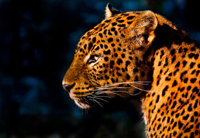 свет, Леопард, пятна, усы