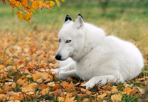 хаски, Собака, друг