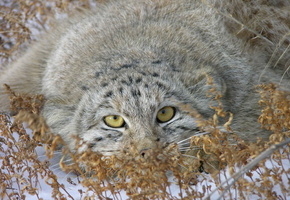 снег, Манул, фото