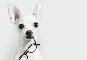 взгляд, мордочка, уши, Собака, очки