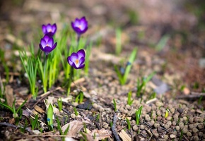 фото, крокусы, макро, весна, Природа, цветы, растения