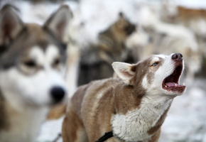 Собака, лай, друг