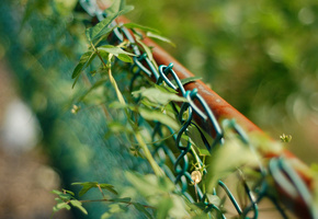 Забор, сетка, ростения