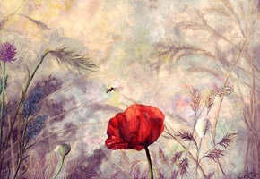 Мак, природа, колосок, поле