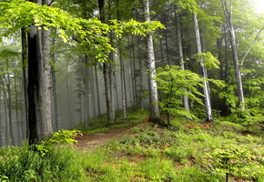 деревья, природа, Лето, лес, пейзаж