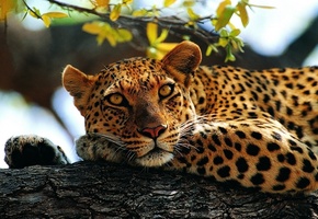 взгляд, лежит, пятнистый, Леопард, лапы, дерево