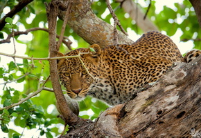 листва, Леопард, дерево, взгляд