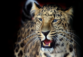 panthera pardus orientalis, красиво, Леопард, оскал, обои, пушистый