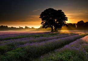 пейзаж, деревья, рассвет, лаванда, поле, Природа