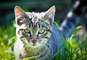 трава, кот, глаза, Обои, фотограф ann_ann