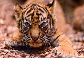 Тигр, морда, на подкрадухах, маленький, злая