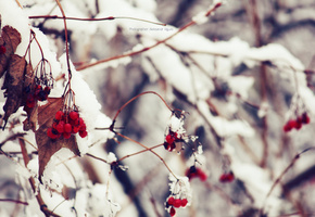 калина, зима, Природа, макро, снег