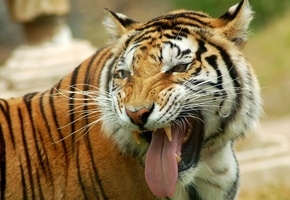 морда, хищник, оскал, язык, Тигр