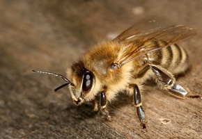 макро, Пчела, крылья, насекомое, лапки, усики, глаза