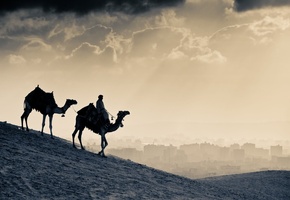 человек, Верблюд, силуэт