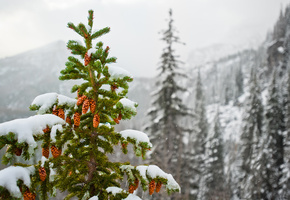горы, зима, снег, шишки, Природа, ель
