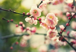 цветение, бутоны, Природа, цветы, ветви, растение